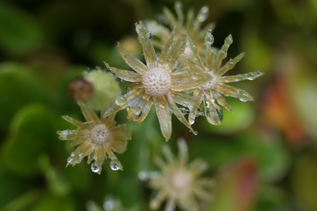 P1080840　雨上がりの散歩で