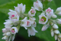 P1310380　蕎麦の花