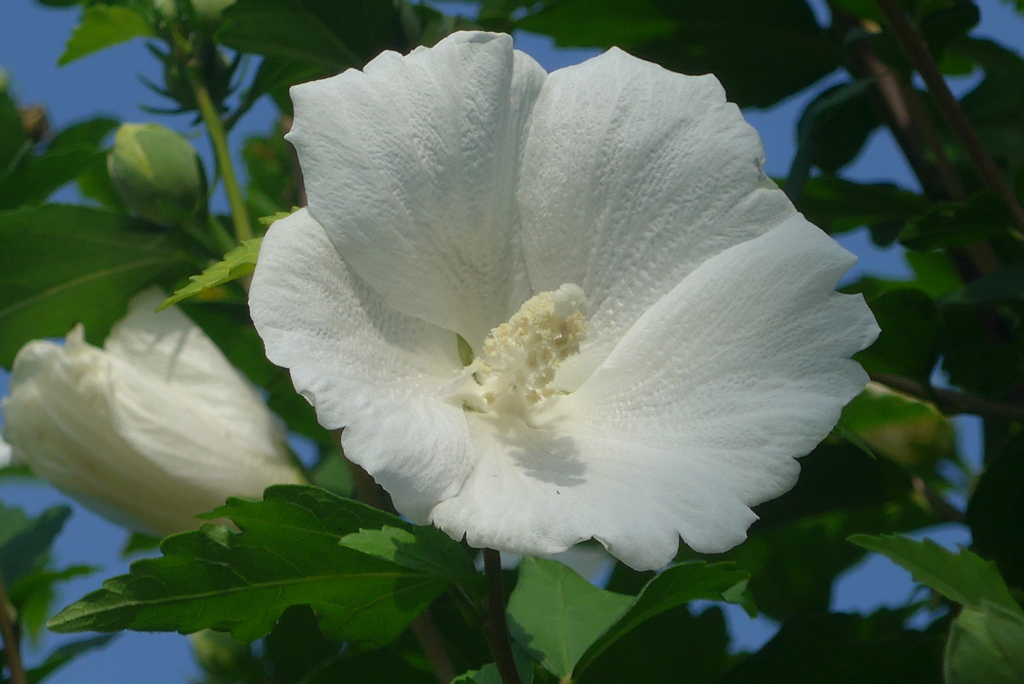 P1230899　新しい美（花言葉）