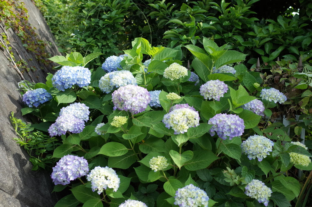 R0353066　庭の紫陽花