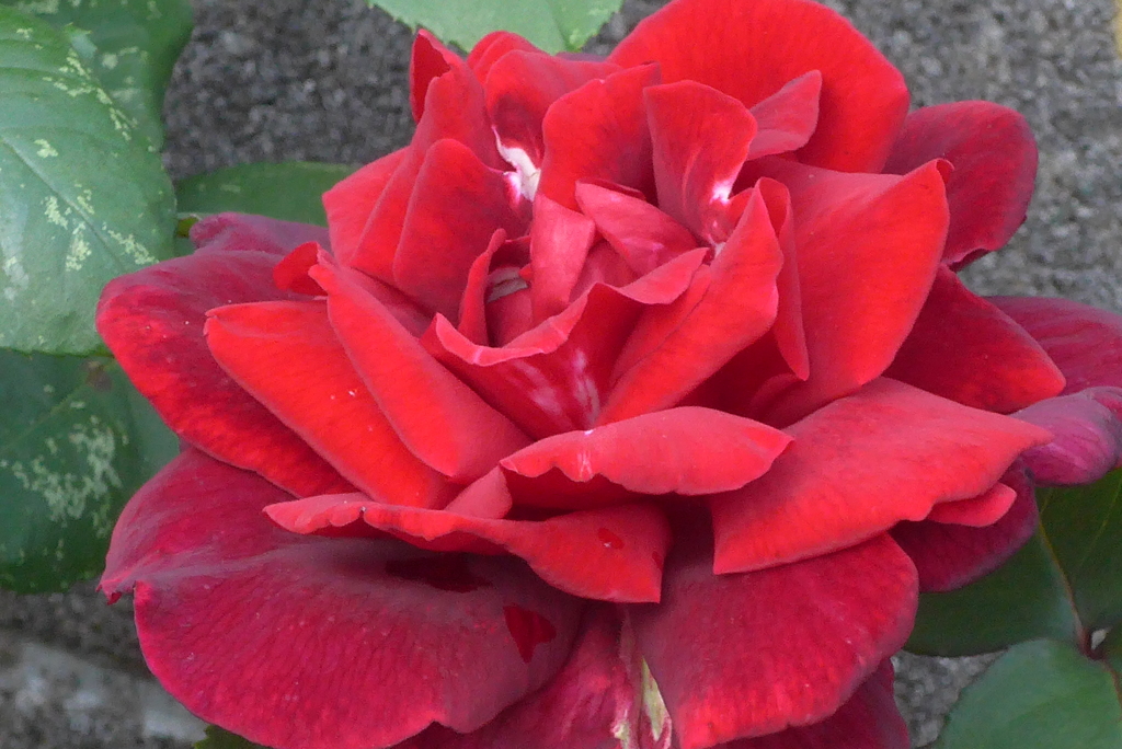 P1270201　情熱（花言葉）