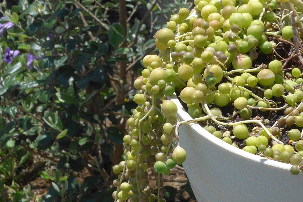 P1300227　不思議植物