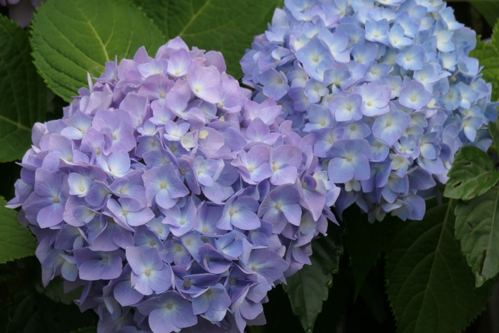 P1023799　紫陽花