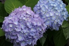 P1023799　紫陽花