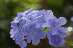 R0354150　ルリマツリ