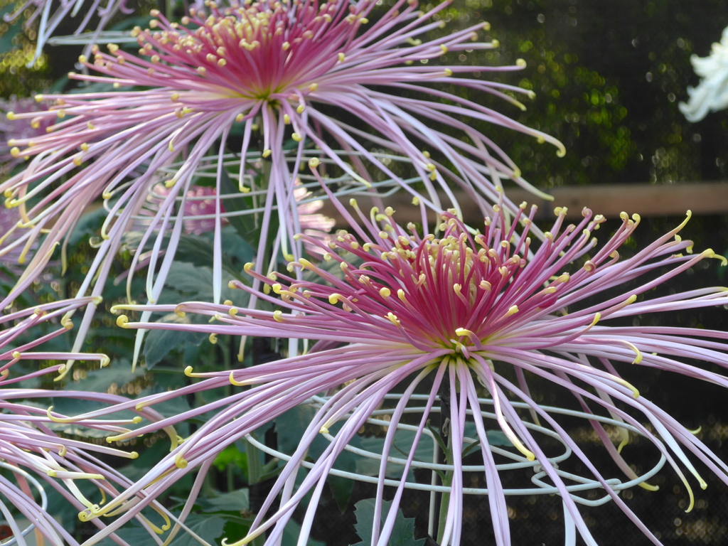 P1180998　菊