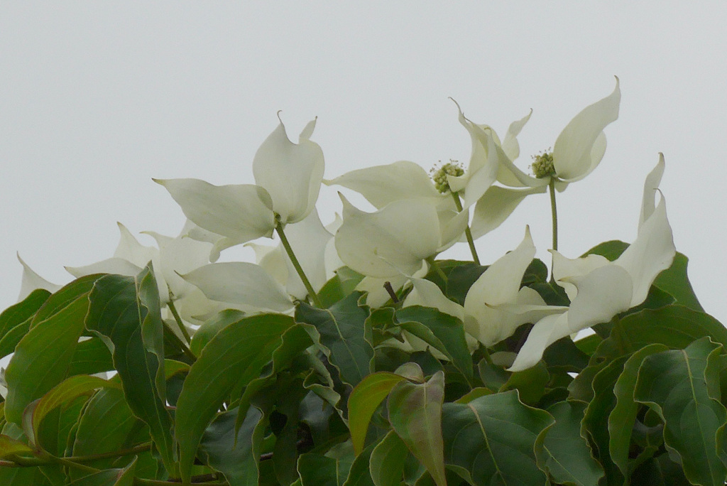 P1380519_edited　ヤマボウシ