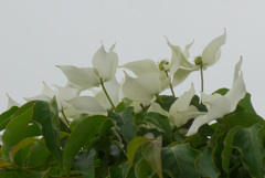 P1380519_edited　ヤマボウシ
