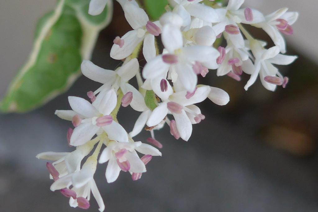 P1350688　垣根の花