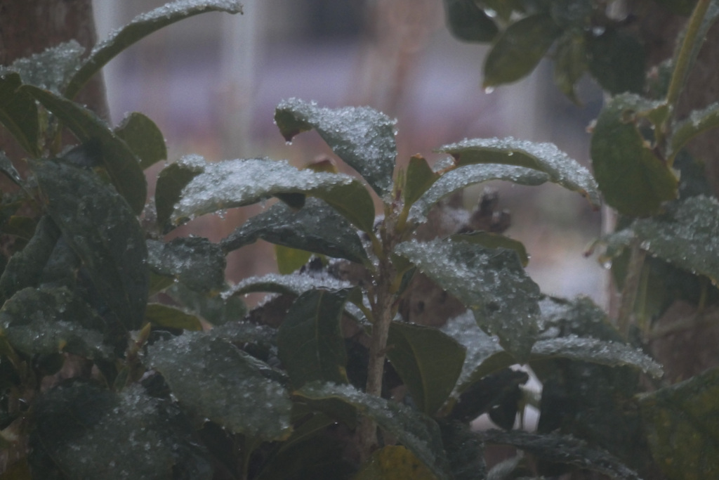 P1079775_edited　春の雪