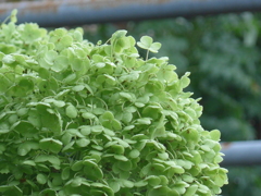 P1100528　へんげ(変化）