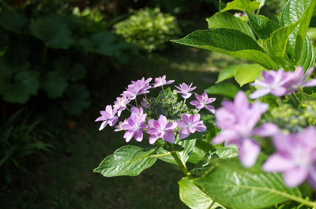 R0352381　ダンスパーティー