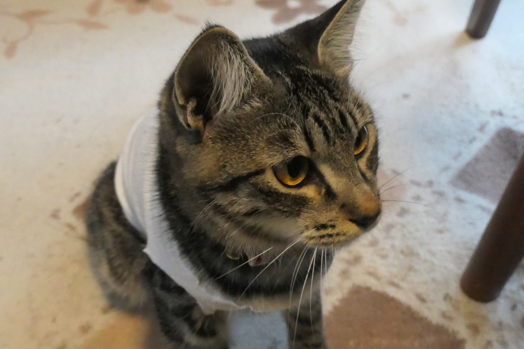 P1080887　新しい家族