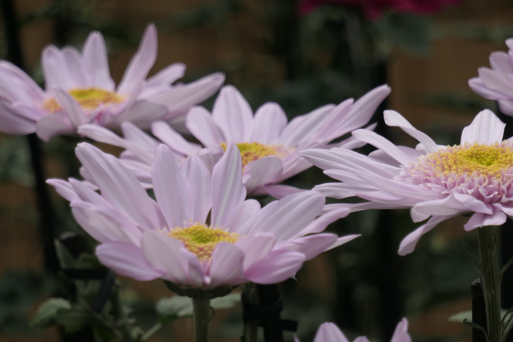 P1069450　菊