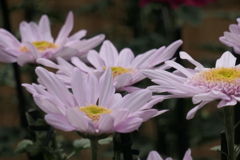P1069450　菊
