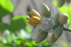 P1160513　ナンテンの花