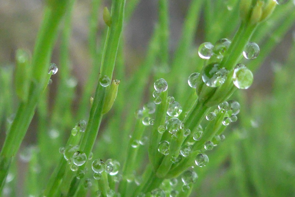 P1320515　スギナの水玉