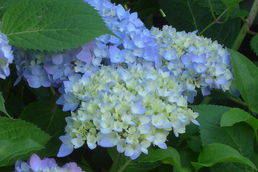 P1270366　紫陽花