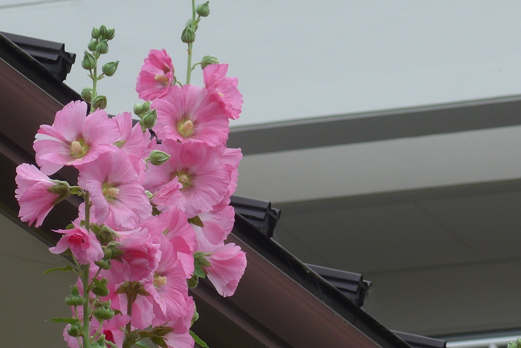 P1230048　タチアオイ