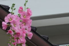 P1230048　タチアオイ