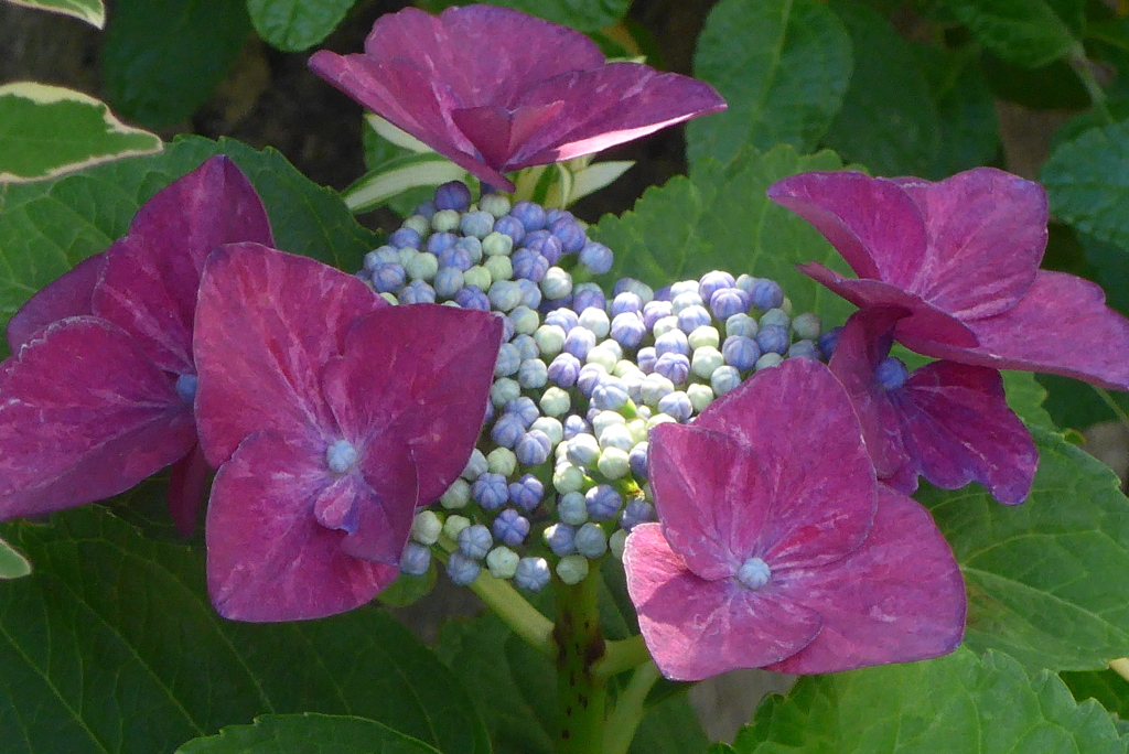 P1220903　アジサイ