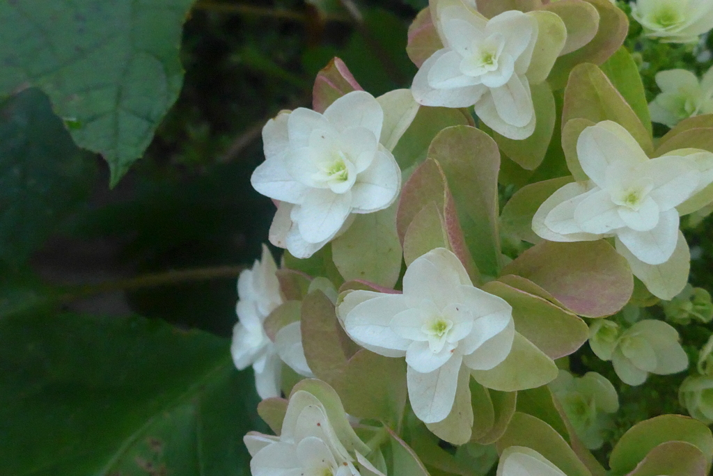 P1230883　カシワバアジサイ