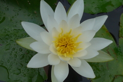 P1160649　純粋