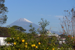 P1190018　11月7日 富士の見える風景