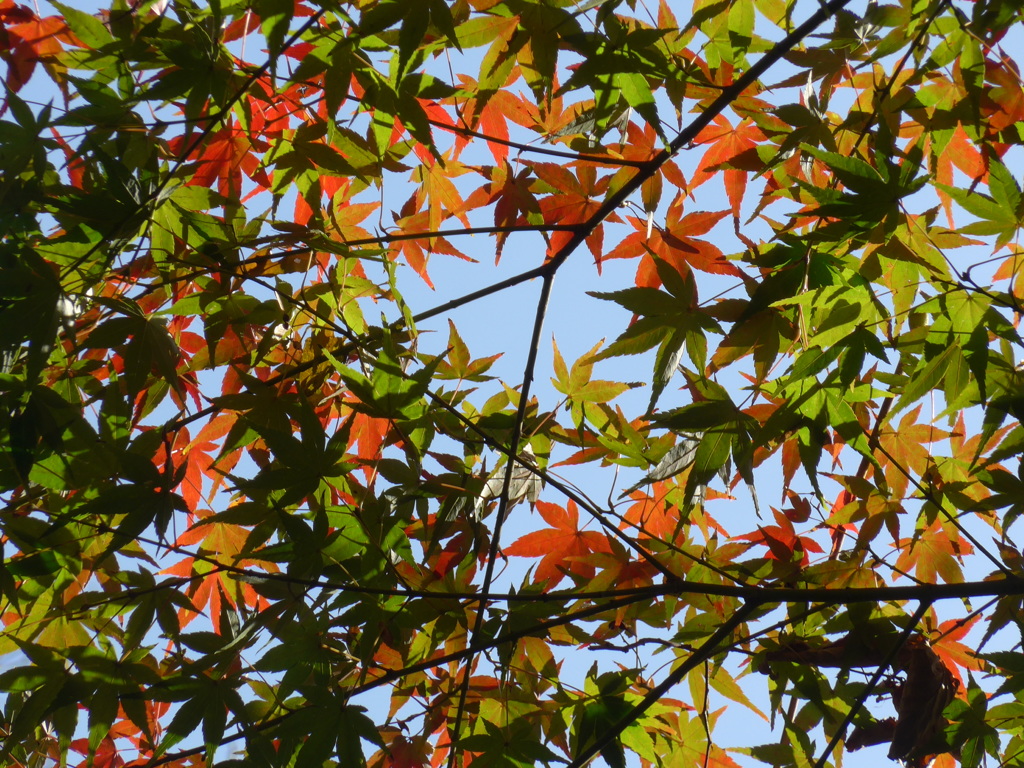 P1120867　楽寿園にて
