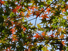 P1120867　楽寿園にて