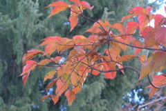 P1280944　いつもの公園で・紅葉