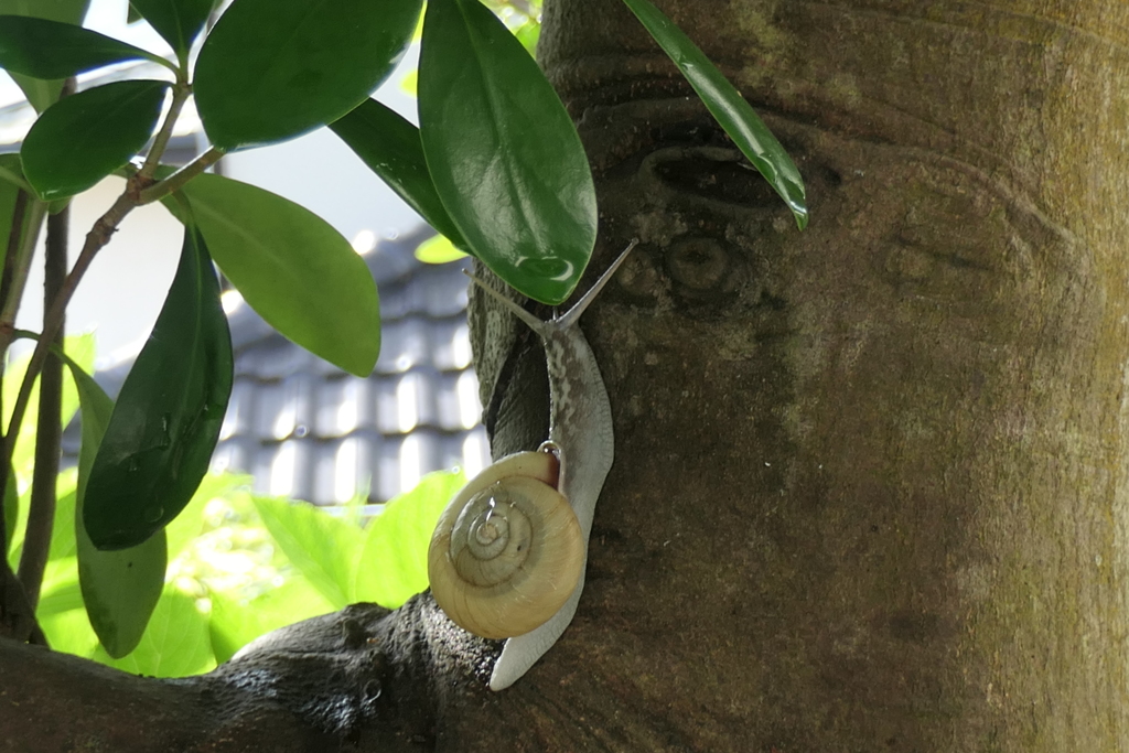 P1046262　登ってみよう