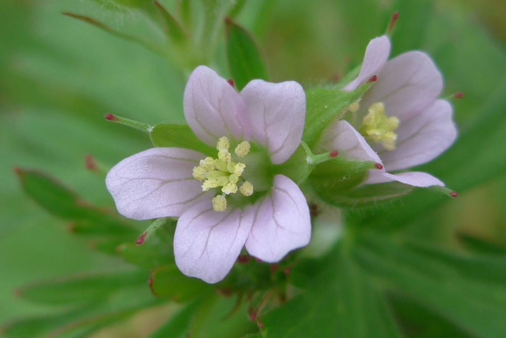 P1220222　アメリカフウロ