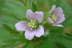 P1220222　アメリカフウロ