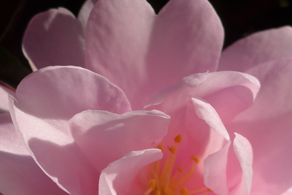 P1390305　ふんわり