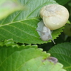 P1024120　カタツムリ