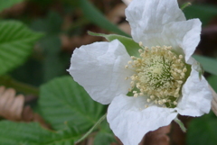 P1370939　野イチゴの花