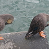 P1280638　シンクロ