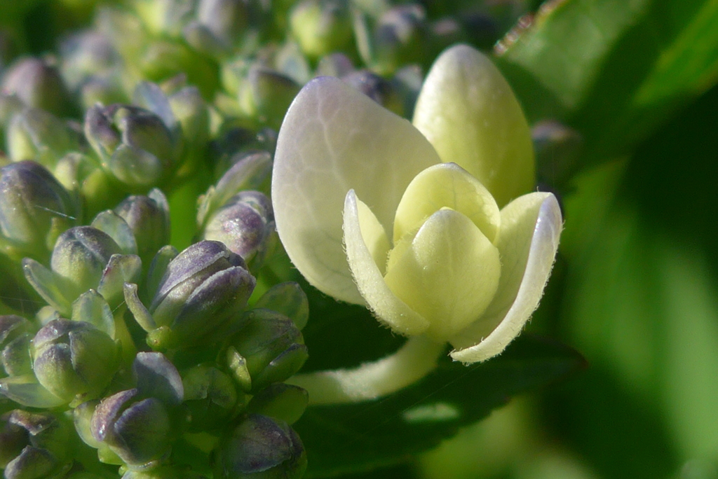 P1220861　あじさい