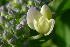 P1220861　あじさい