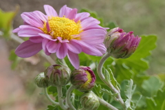 P1069567　残菊