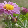 P1069567　残菊