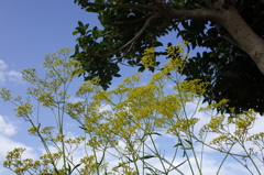 R0352792　オミナエシ