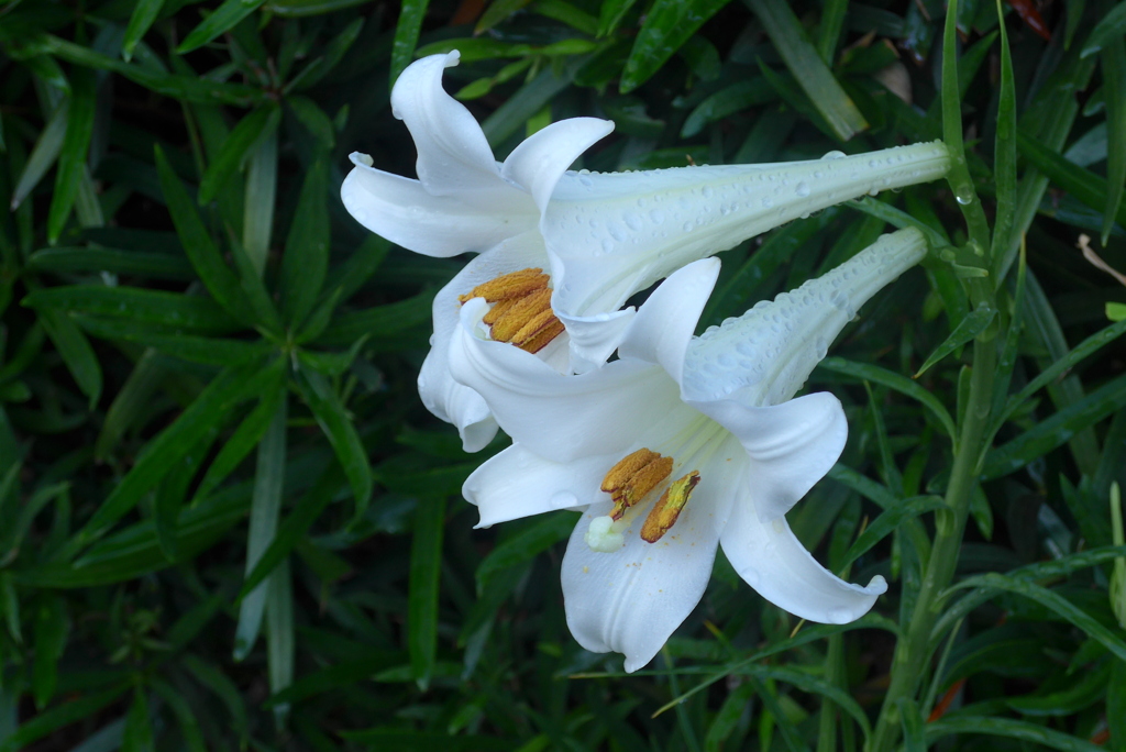 P1330947　野の百合