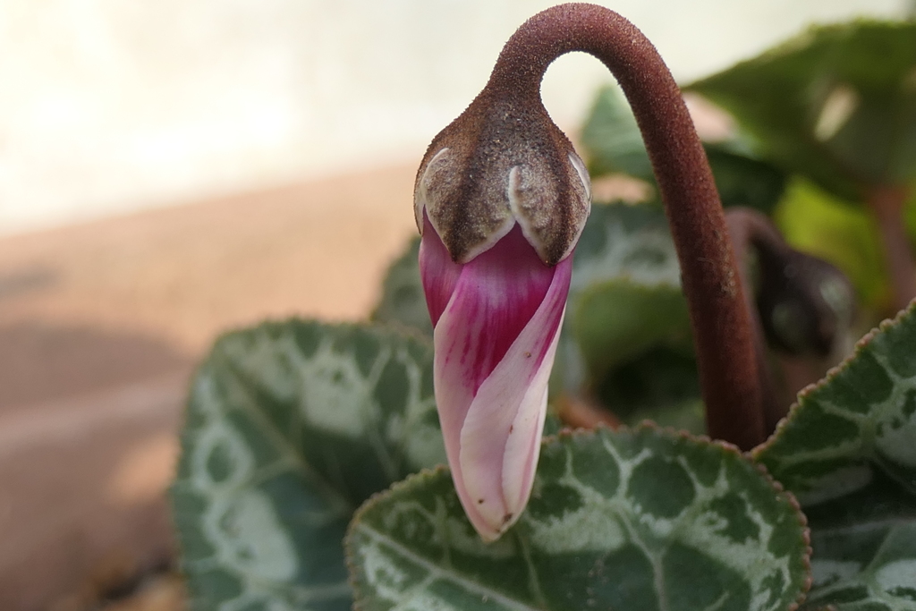 P1080916　つぼみ