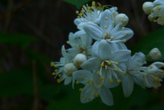 P1380365　ウツギ