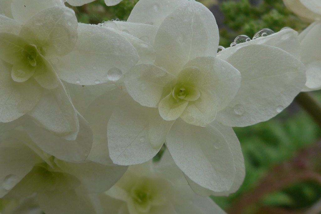 P1090832　雨に…