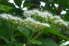 P1380656　野山の花