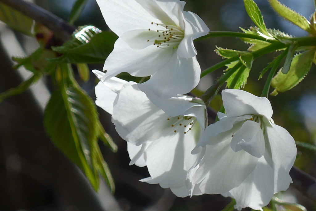 P1260430　白い桜