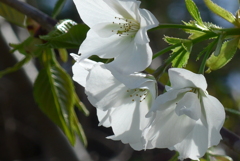 P1260430　白い桜